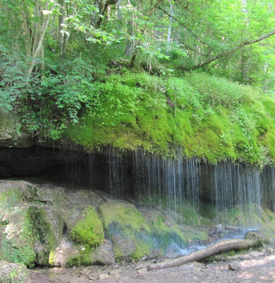 Roetenbacher Wiesen Friedenweiler Kültér fotó